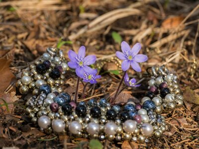 Hepatica early bloomer march photo