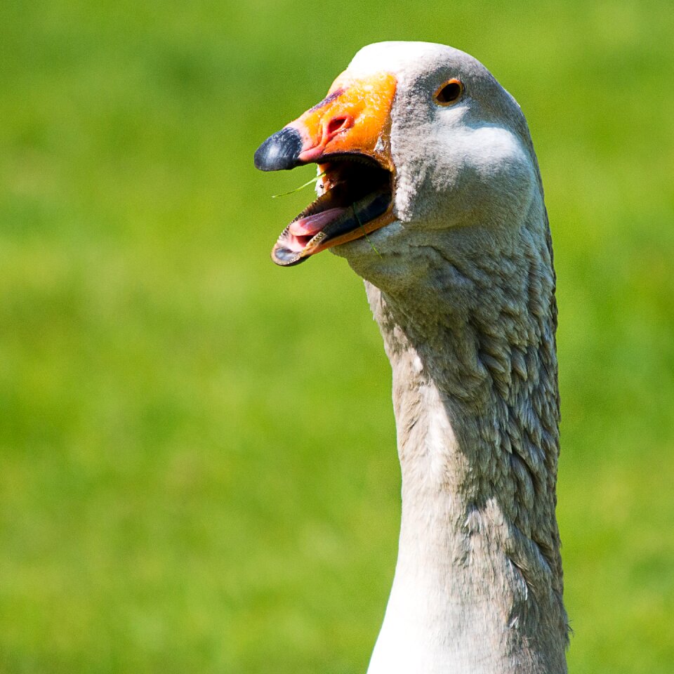 Bill animal goose