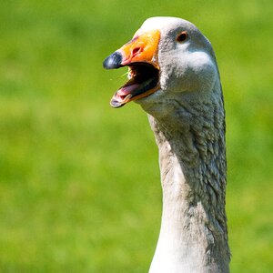 Bill animal goose photo