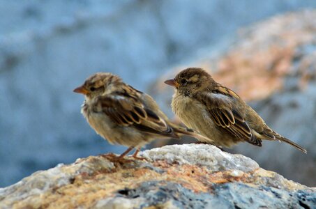 Nature birds feeling