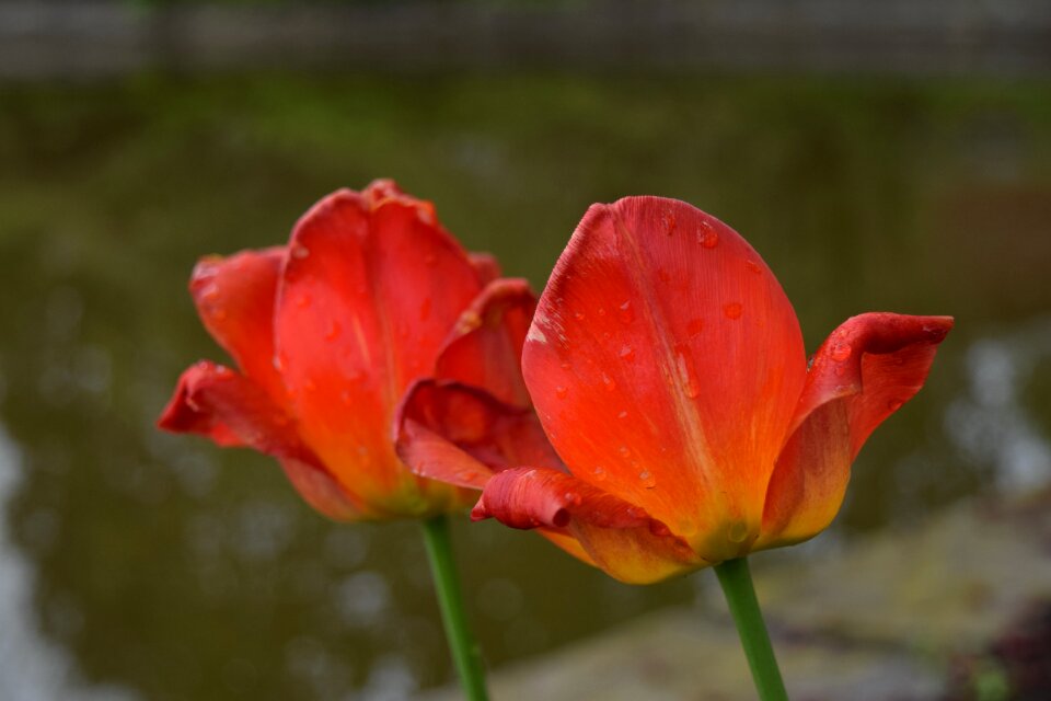 Orange flower petal plant