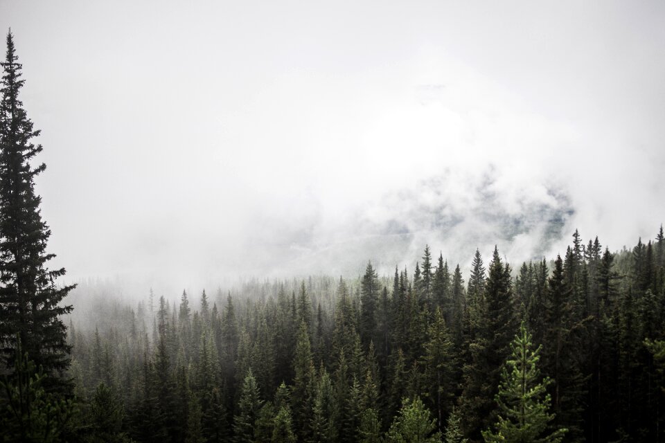 Pine fog clouds photo