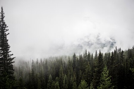 Pine fog clouds