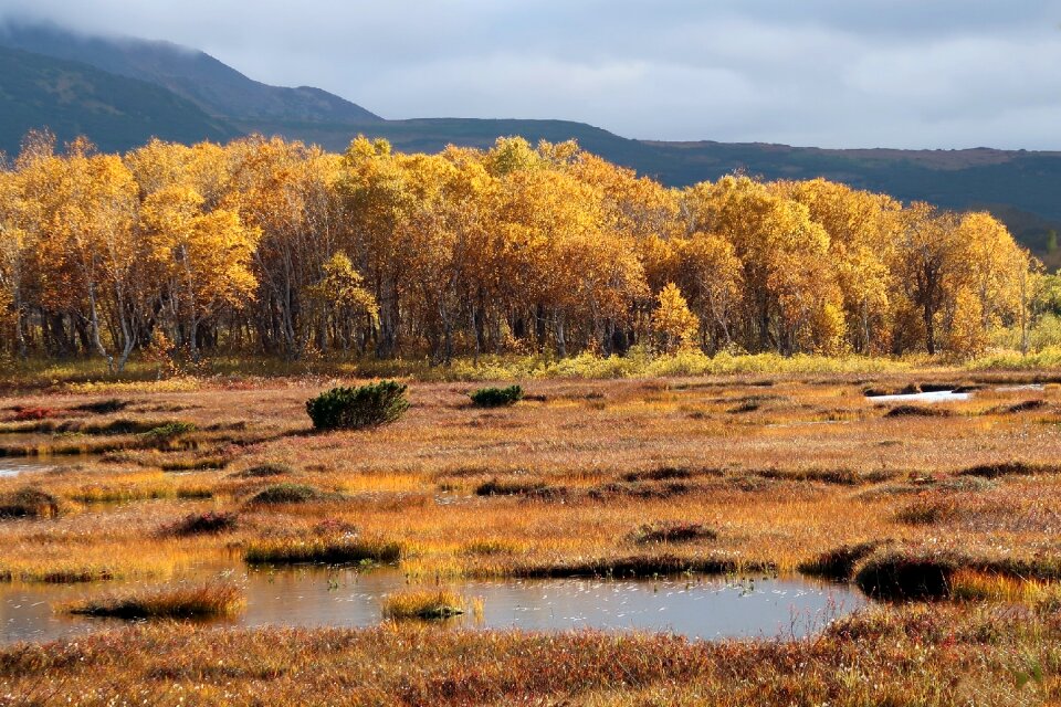 Tundra swamp nature