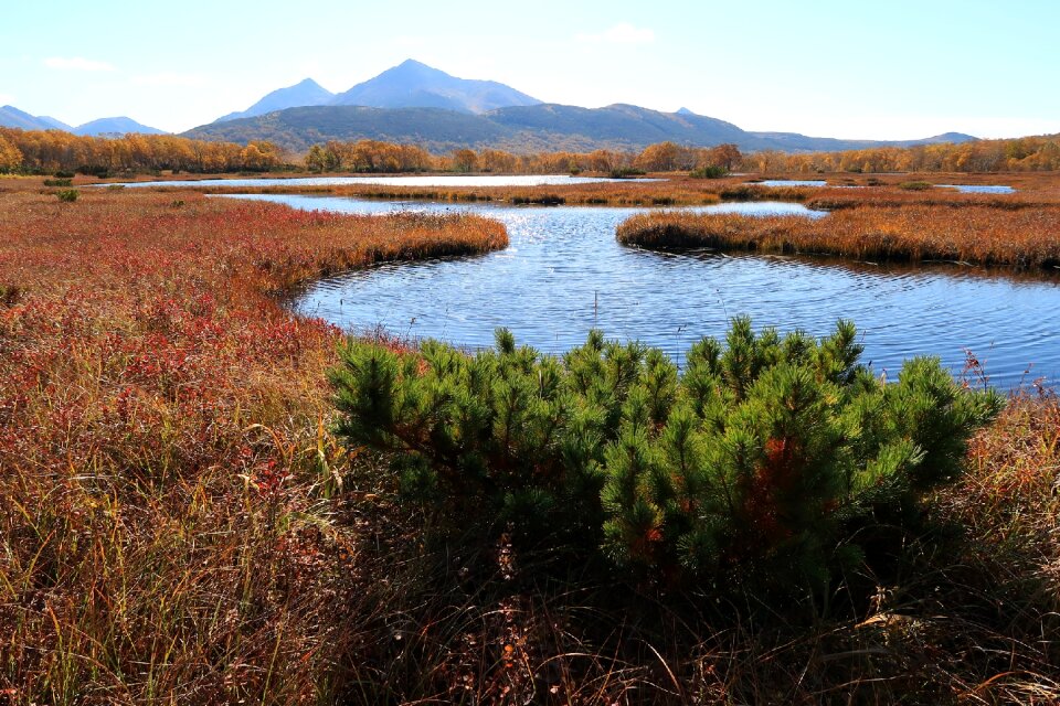 Tundra swamp nature