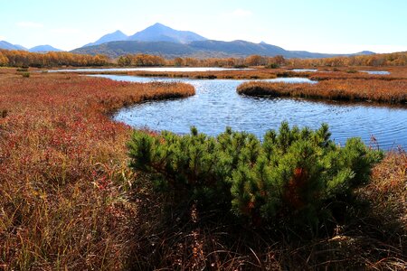 Tundra swamp nature