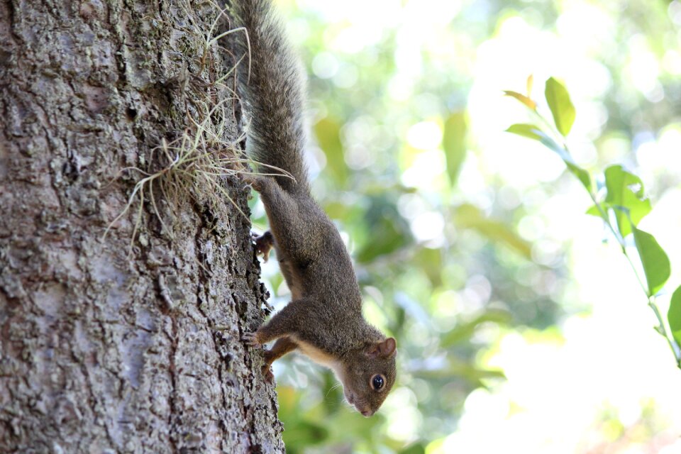 Animal animal world mammal