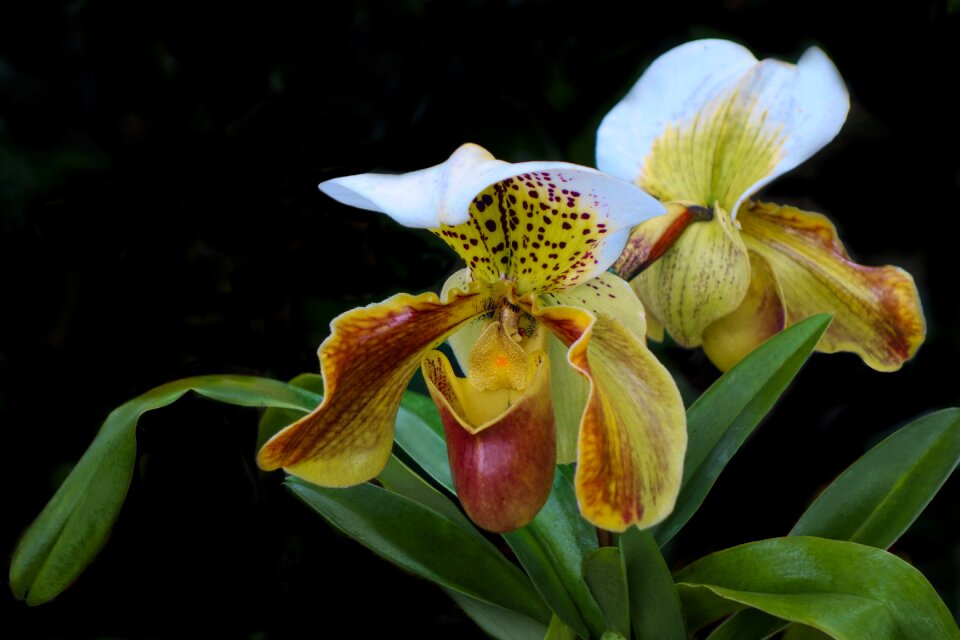 Nature garden botanical