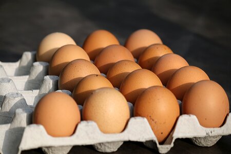 Chicken food shell photo