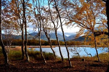 Birch nature landscape
