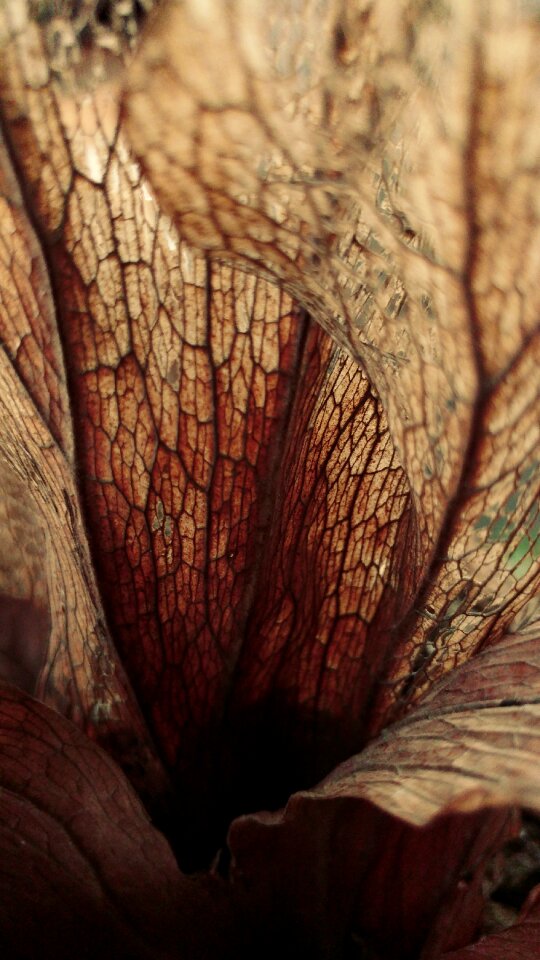 Fern environmental leaf