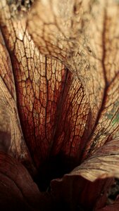 Fern environmental leaf