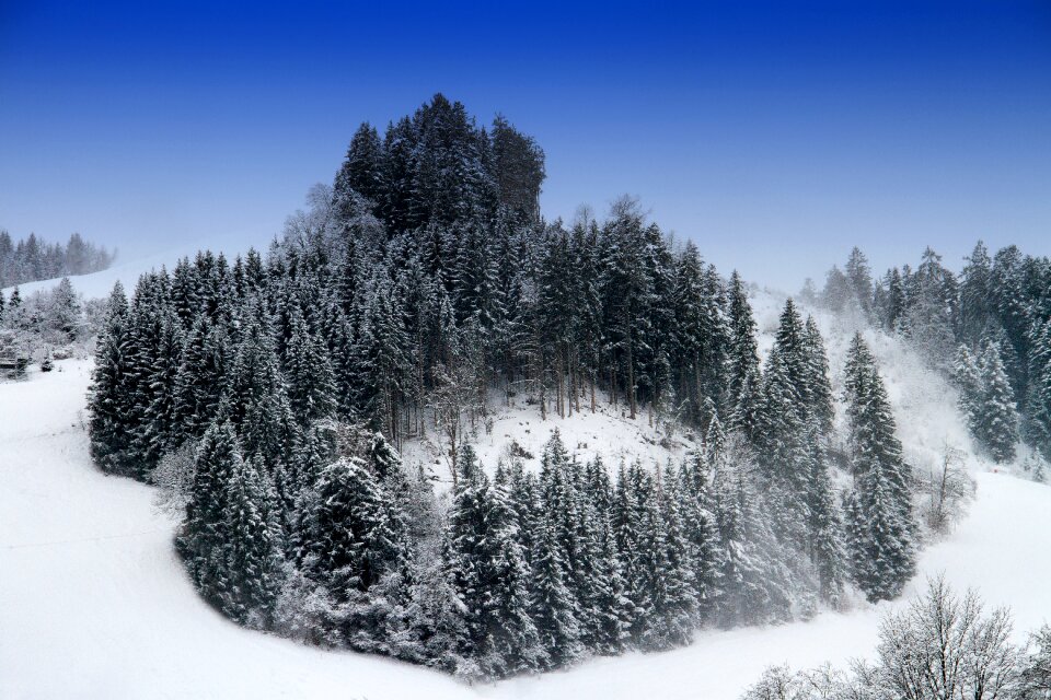 Firs trees wintry photo