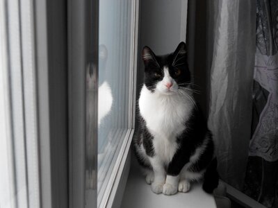 Pet view muzzle cat