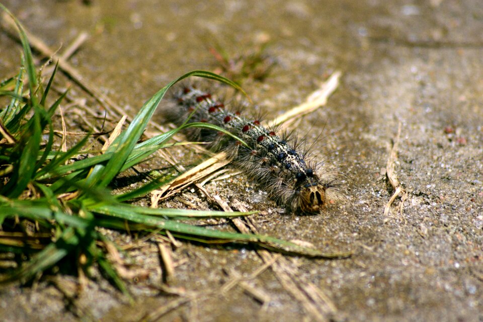 Beauty closeup insect