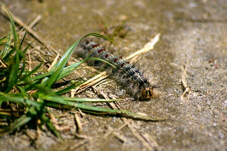 Beauty closeup insect photo