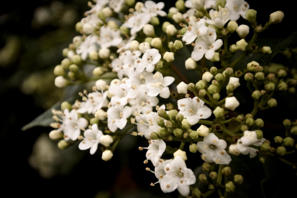 Garden floral green