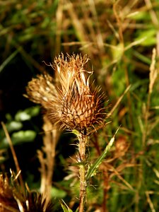 Flowers plants thistle