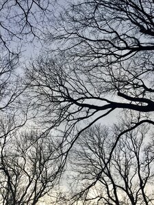 Trees wood denmark photo