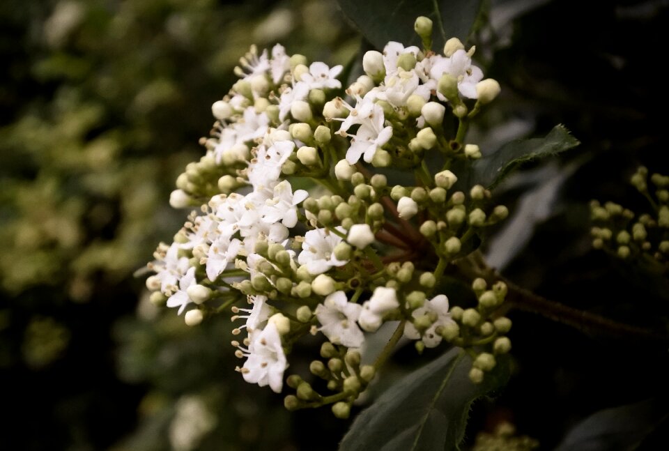 Garden floral green