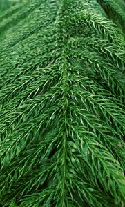 Wallpapers environment plant