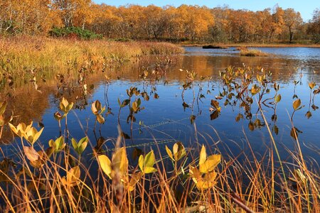 Tundra swamp nature