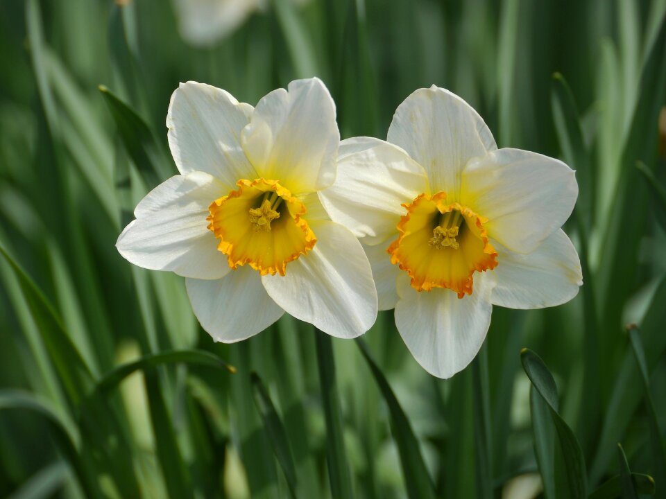 Narcissus nature blossom photo