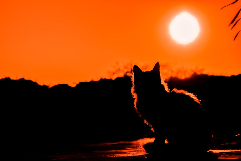 Silhouettes nature light