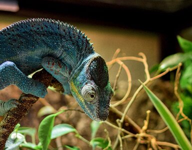 Schuppenkriechtier terraristik schuppenkriechtier pantherchamäleon photo