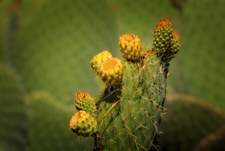 Nature opuntia cochenillifera thorn