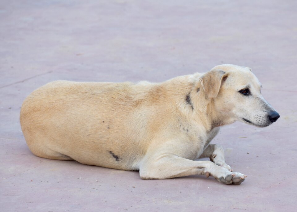 White animal canine