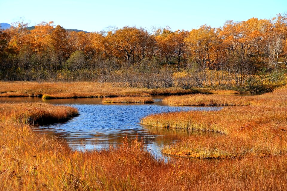 Tundra swamp nature