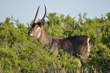 Animal grass wild photo