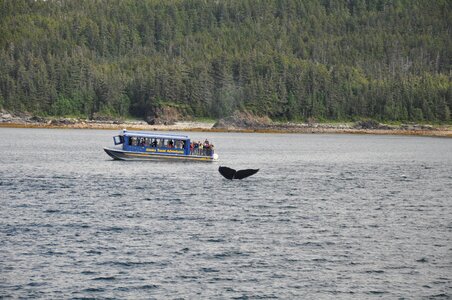 Watching marine humpback photo