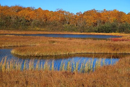 Tundra swamp nature