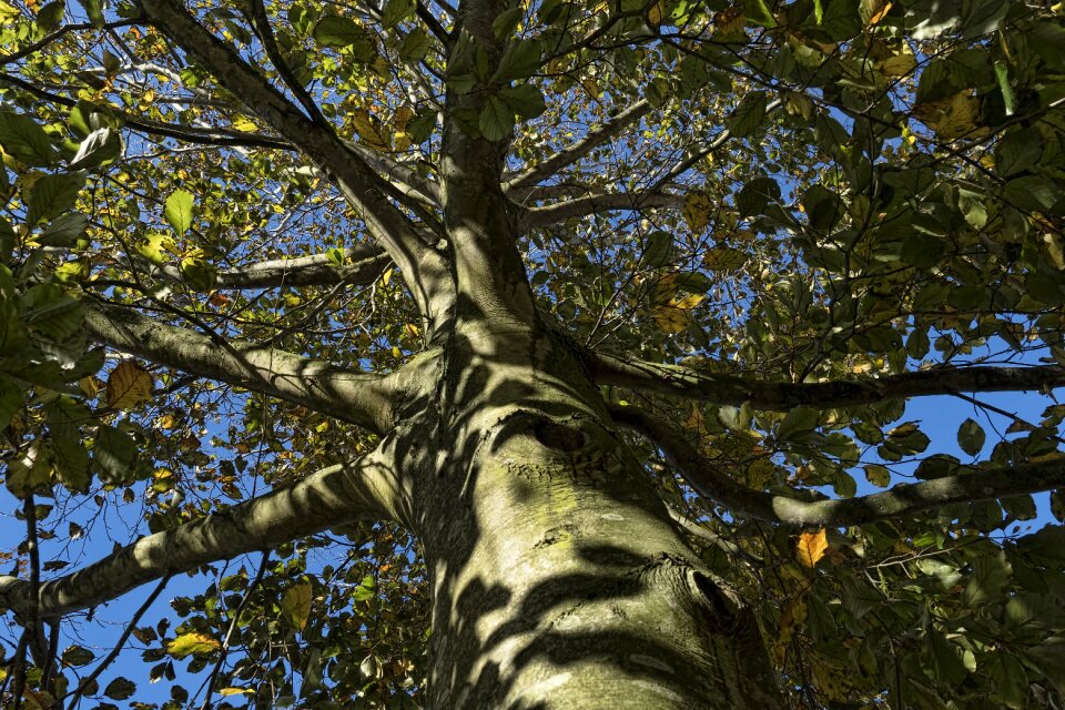 Leaves tribe sunny
