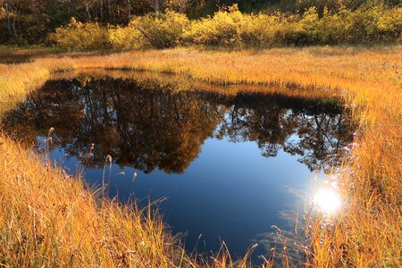 Tundra swamp nature