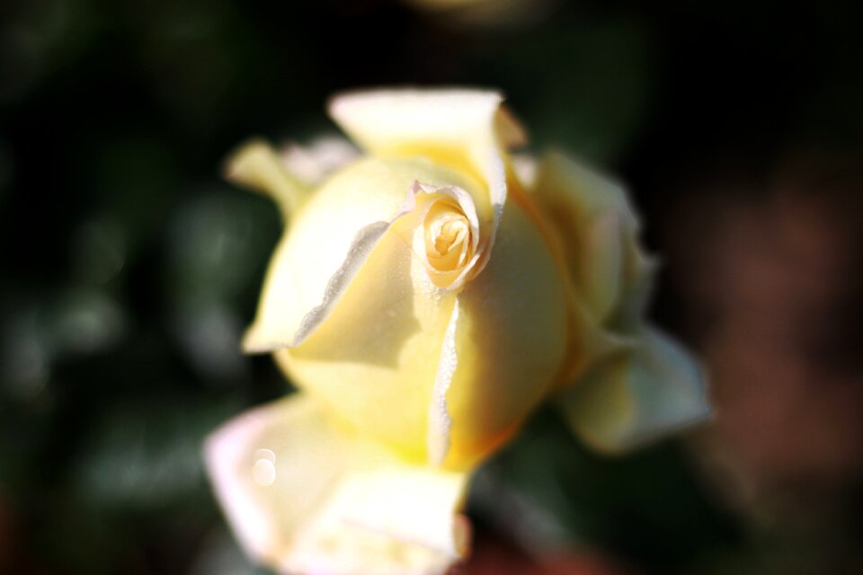 Nature leaf blooming