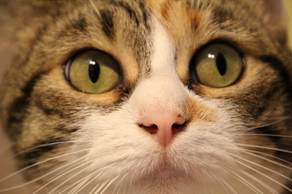 Feline european cat animals