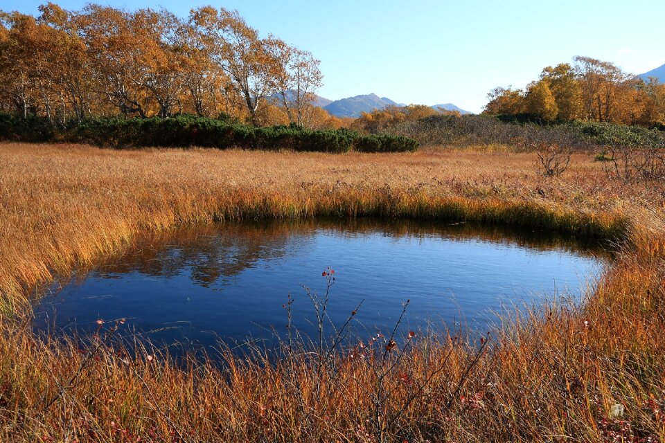 Tundra swamp nature