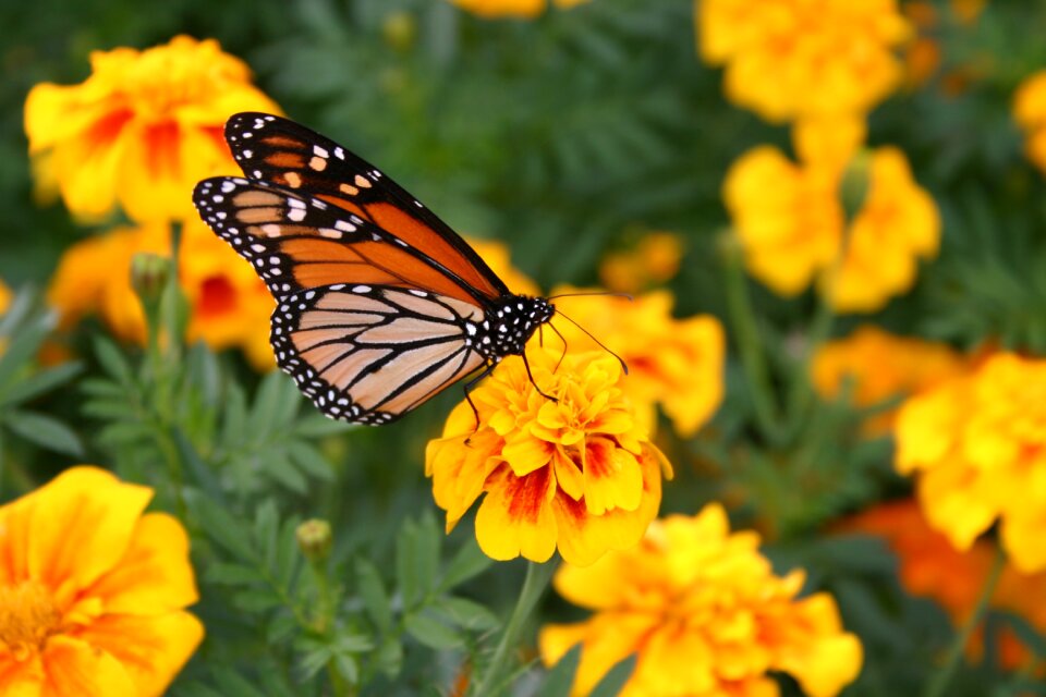 Nature summer insect