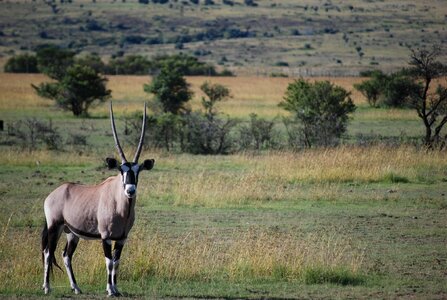 Safari animal oryx