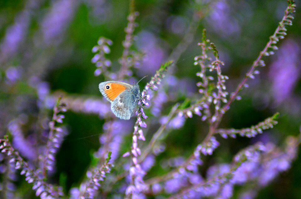 Insect wing nature