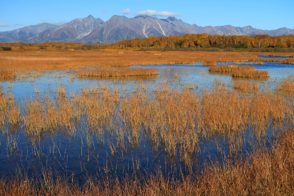 Tundra swamp nature