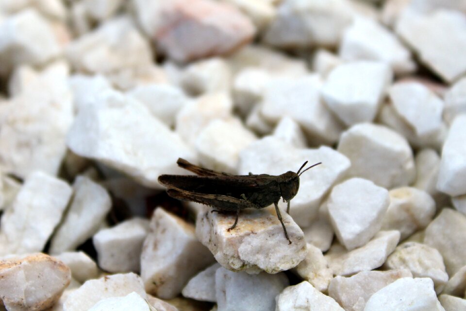 Insect nature pebbles