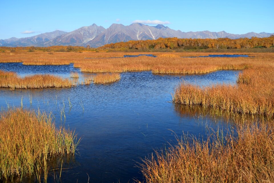 Tundra swamp nature