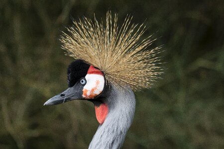 Nature headdress decoration