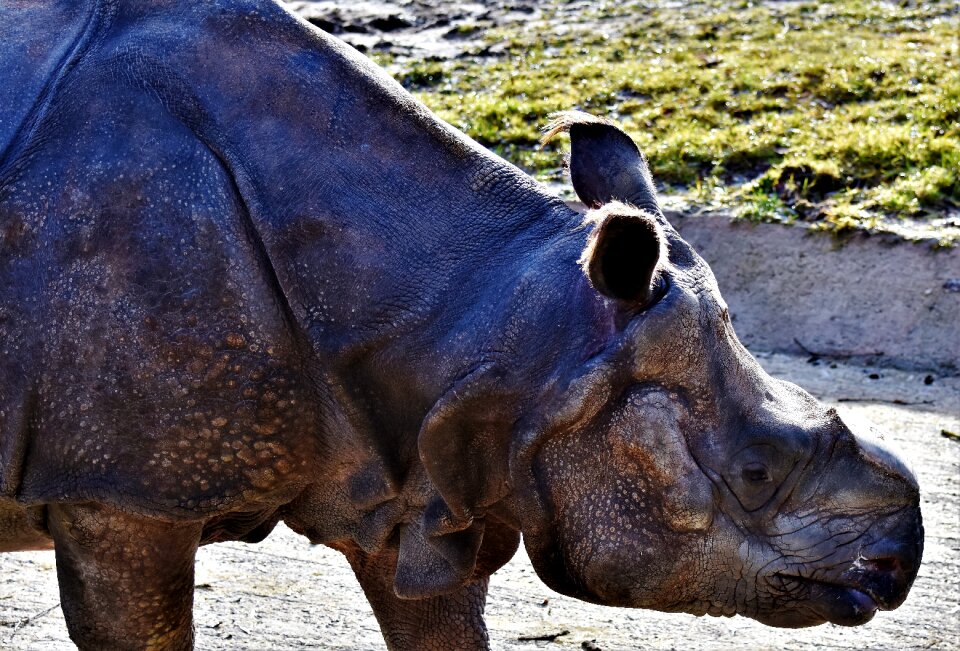 Mammal big game zoo