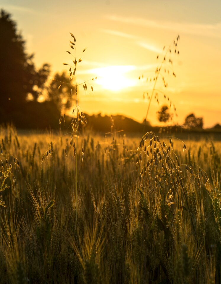 Nature cereals landscape