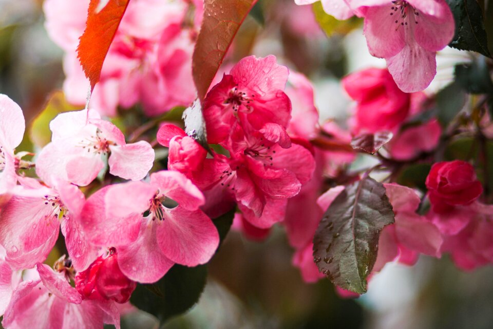 Branches stems stalk